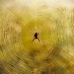 تفسير رؤية العنكبوت في المنام: دلالات المخادعة والمهارات والأزمات النفسية