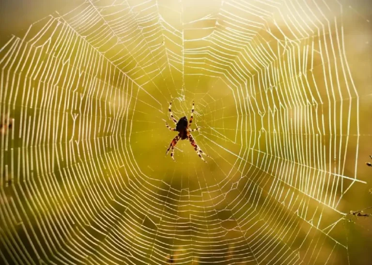 تفسير رؤية العنكبوت في المنام: دلالات المخادعة والمهارات والأزمات النفسية