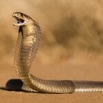 تفسير حلم الحية في المنام لابن سيرين