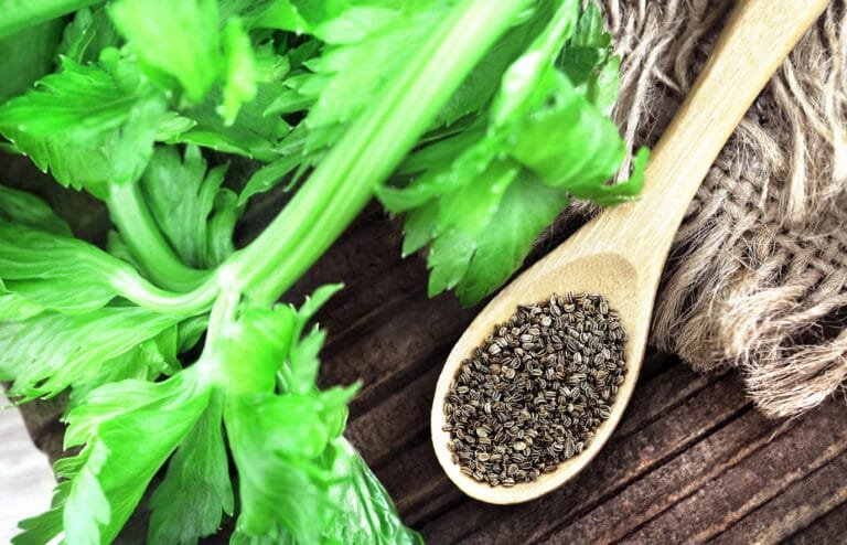 تجربتي مع الكرفس للتنحيف وإزالة الكرش