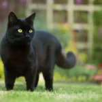 تفسير حلم رؤية القطط السوداء في المنام